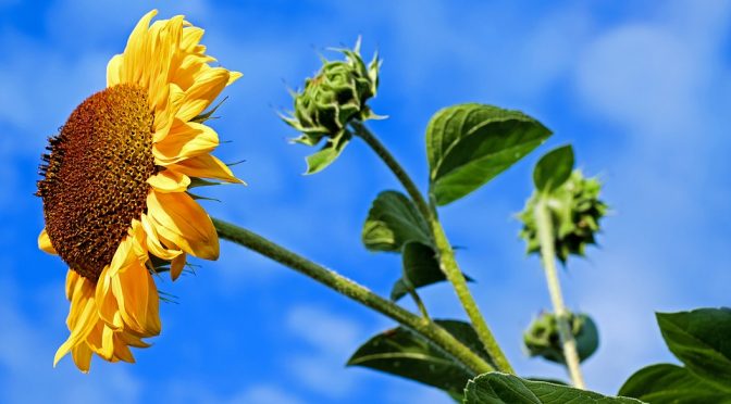 Berapa Kali Engkau Diperintahkan Memaafkan Kesalahan Anak, Istri, Dan Saudara